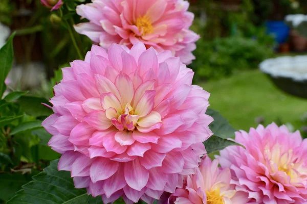 Flor de dalia rosa — Foto de Stock