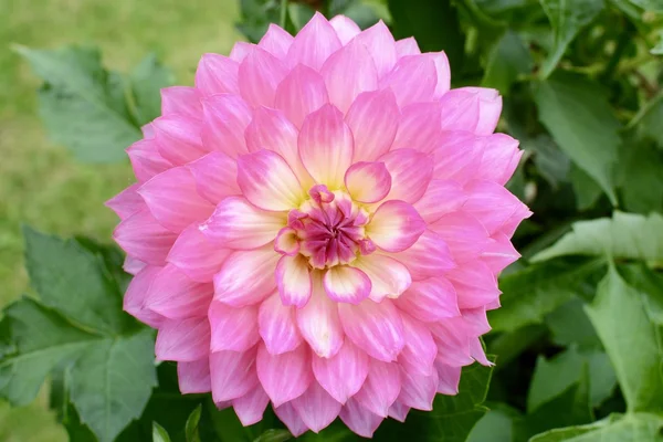 Ροζ λουλούδι ντάλια — Φωτογραφία Αρχείου