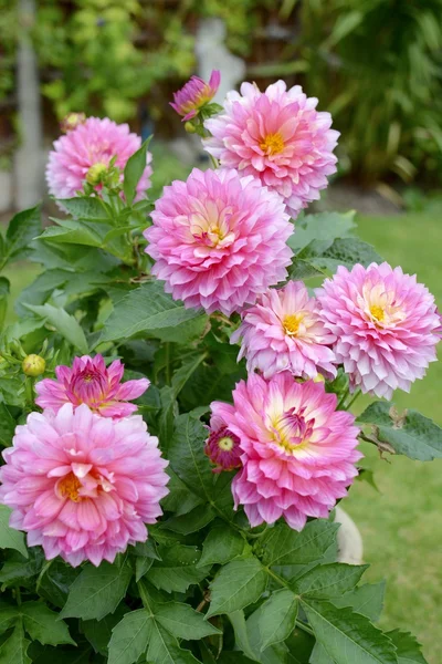 Ροζ λουλούδι ντάλια — Φωτογραφία Αρχείου