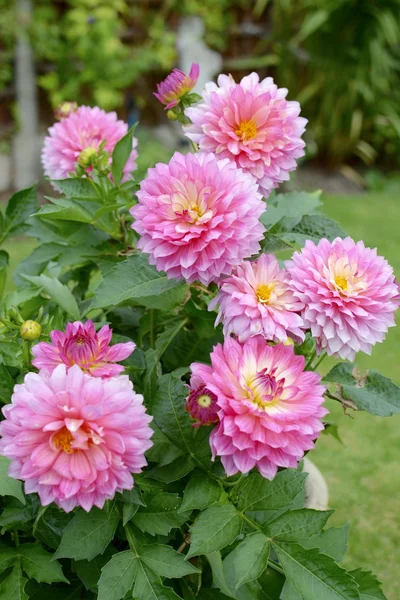 Roze dahlia bloem — Stockfoto