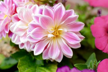 pembe dahlia