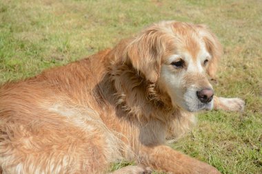Golden retriever köpeği