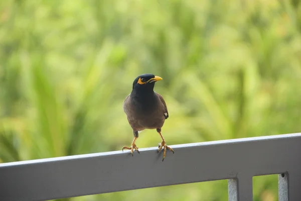 Tropischer Vogel auf dem Balkon in Vietnam — Stockfoto