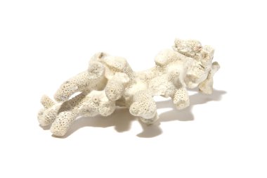 Beyaz okyanus mercan beyaz izole