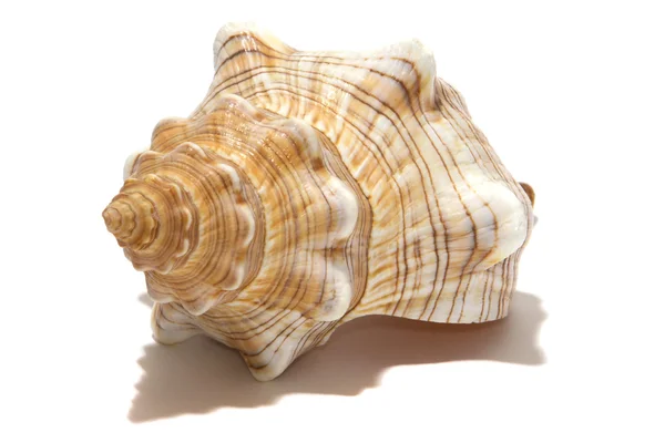 Oceano guscio a spirale isolato su bianco — Foto Stock