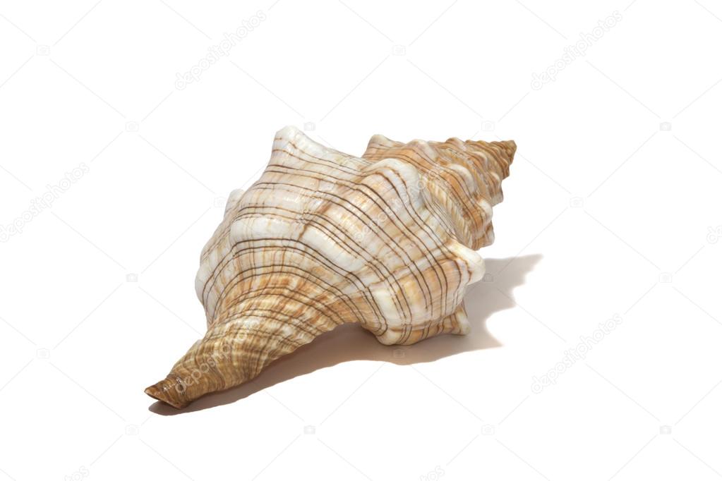 ocean spiral shell isolated on white
