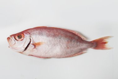 Balık, deniz ürünleri, balık, taze, tuzlu su, incelik, koku, lezzetli, sağlık, canlı