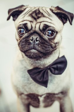 Bir kelebek ile akıllı pug
