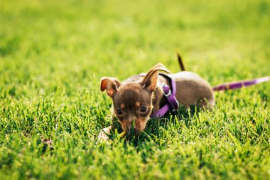 Köpek oyuncak korkunç
