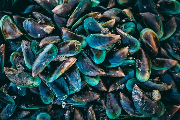 Mejillones de mar frescos —  Fotos de Stock