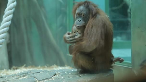 Monkey holding baby in her arms — Stock Video