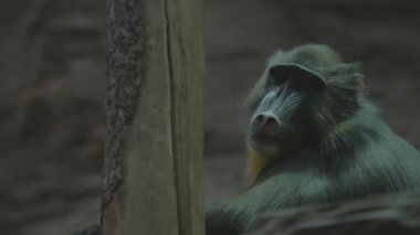 Bir ağaç ve görünüyor üzerinde oturan büyük maymun