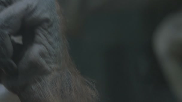 Thoughtful look monkey — Stock Video