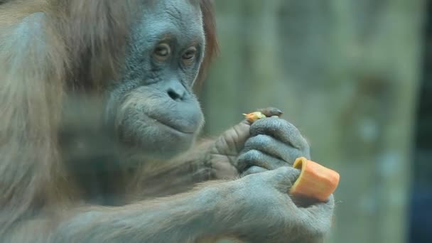 Affen essen Mango — Stockvideo