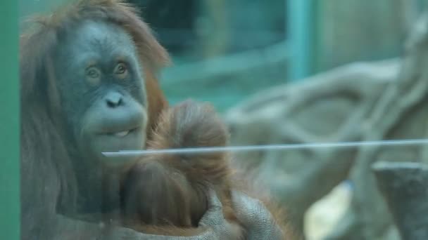 Singe tenant bébé dans ses bras — Video