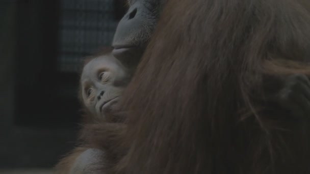 그녀의 팔에 원숭이 보유 아기 — 비디오