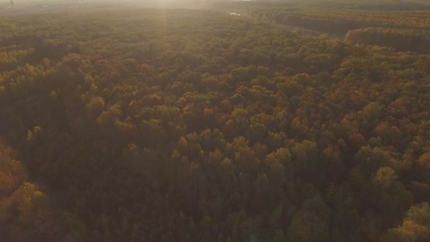 空中秋天的树林和太阳 — 图库视频影像