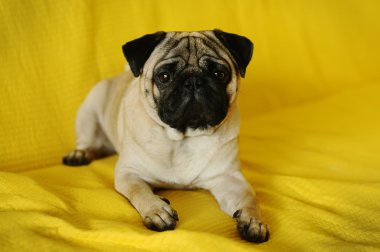 Sarı arka plan üzerinde yalan pug köpek
