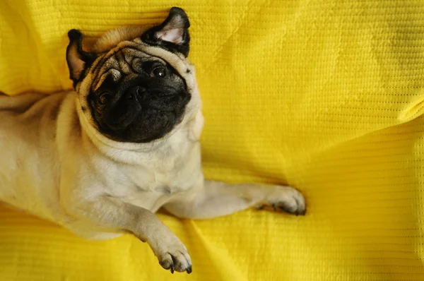 Divertente cane carlino sdraiato su sfondo giallo — Foto Stock