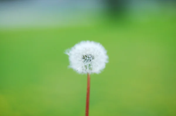 Blowball on green background — Stock Photo, Image