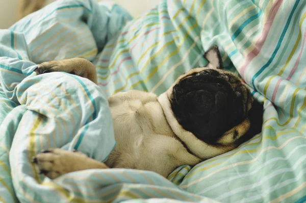 Pug sleeping in bed — Stock Photo, Image