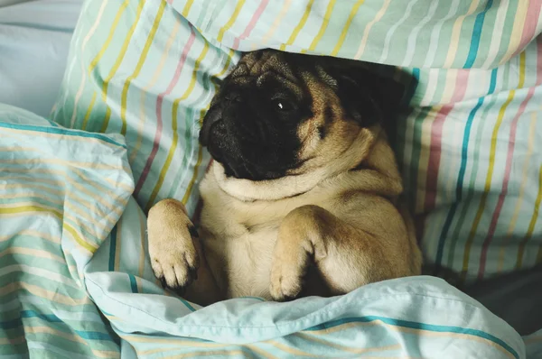 Sleepy pug lying in bed — Stock Photo, Image