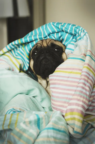 Sleepy pug in bed — Stock Photo, Image