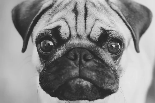 Back and white pug portrait — Stock Photo, Image