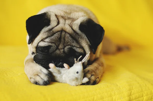 Cute pug with toy — Stock Photo, Image