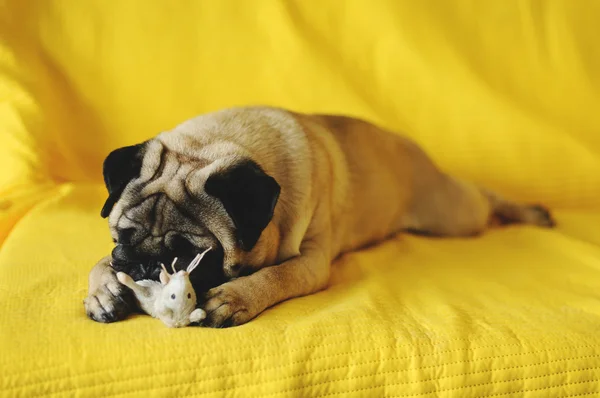 Schläfriger Mops mit Spielzeug — Stockfoto