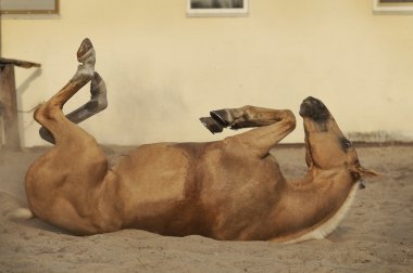 Wallowing palomino at