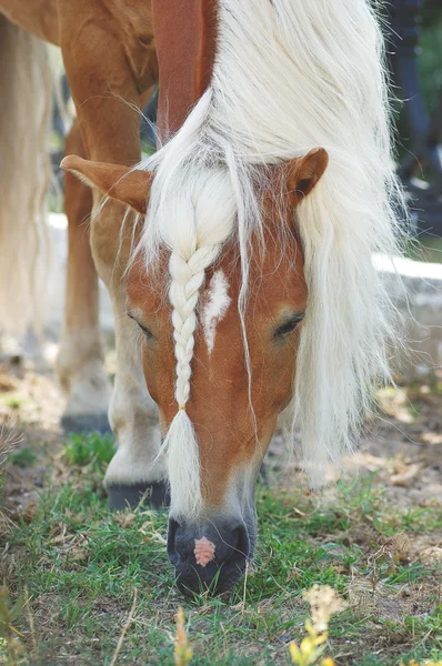 Palomino άλογο με Κοτσίδα — Φωτογραφία Αρχείου