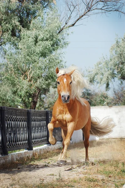 Palomino άλογο τρέξιμο — Φωτογραφία Αρχείου