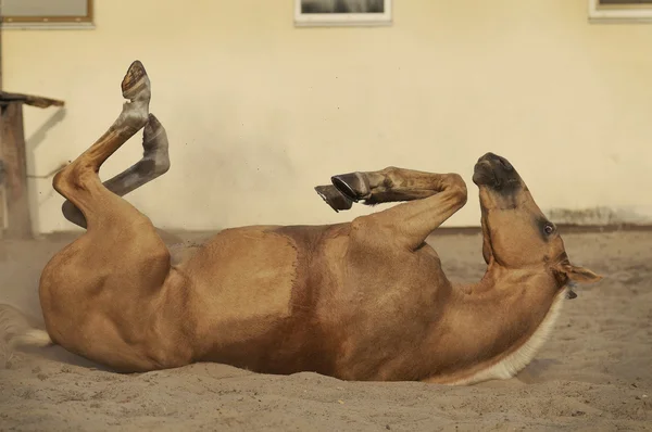 Wallowing palomino at — Stok fotoğraf