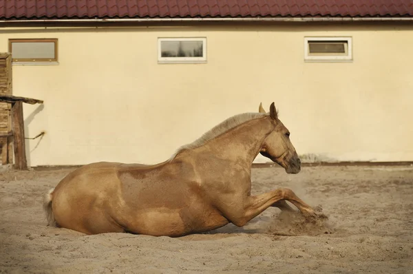 Palomino άλογο που κολυμπούν — Φωτογραφία Αρχείου