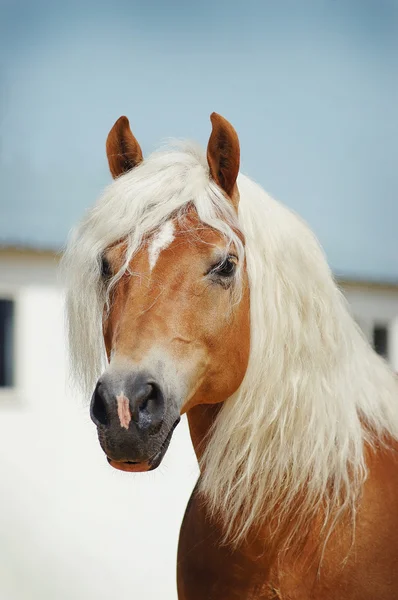 Ζώων άλογο πορτρέτο — Φωτογραφία Αρχείου