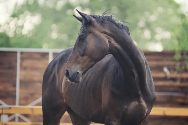 Châtain curieux cheval Image En Vente