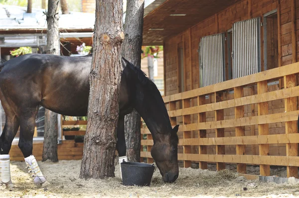 Horse near stable — Stock Photo, Image