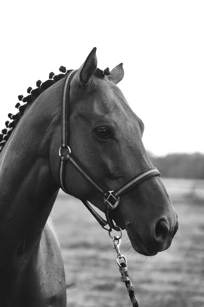 Portrait de cheval noir et blanc Photos De Stock Libres De Droits