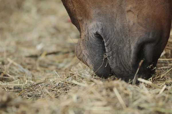 Foin mangeant du cheval Image En Vente