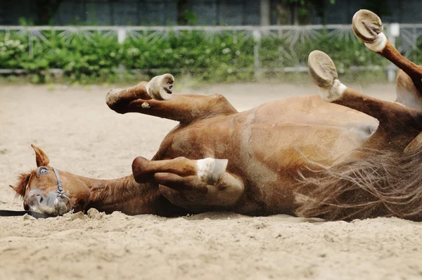 Kırmızı atı wallowing — Stok fotoğraf