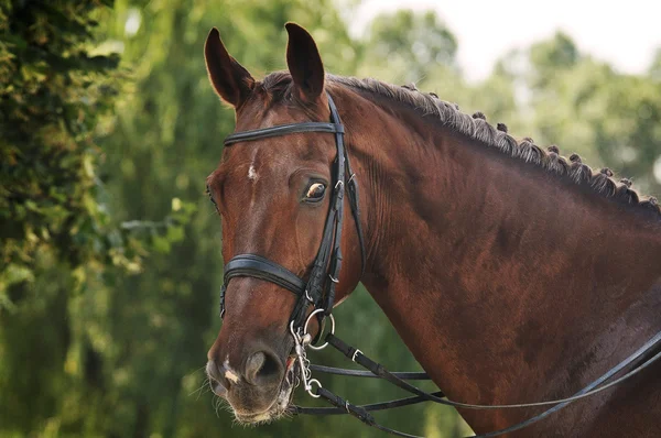 Retrato de caballo de doma roja —  Fotos de Stock