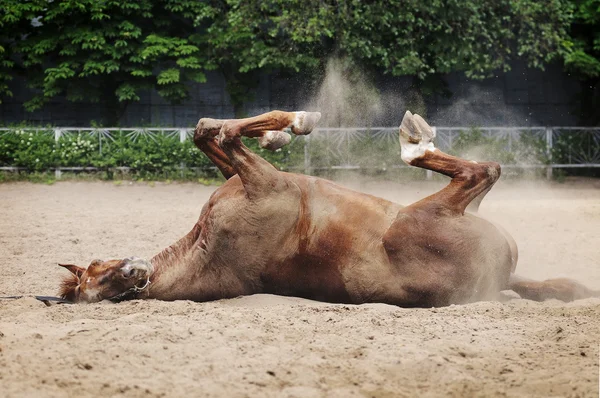 Cheval rouge se vautrant Photo De Stock