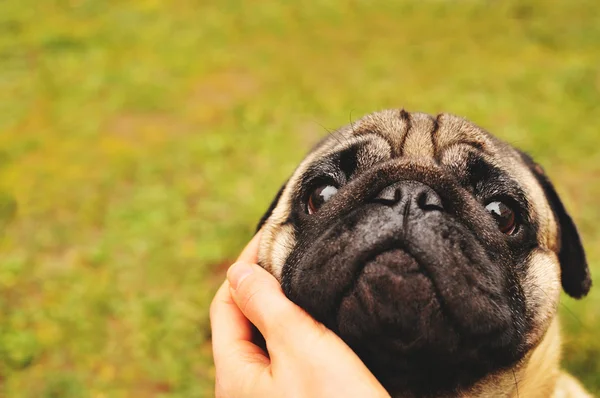 Mops mit der Hand umarmt — Stockfoto