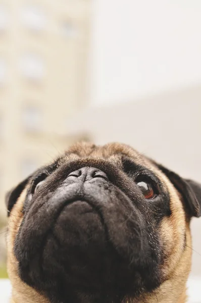 Cute pug face close up — Stock Photo, Image