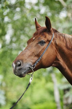 Red horse in a bridle