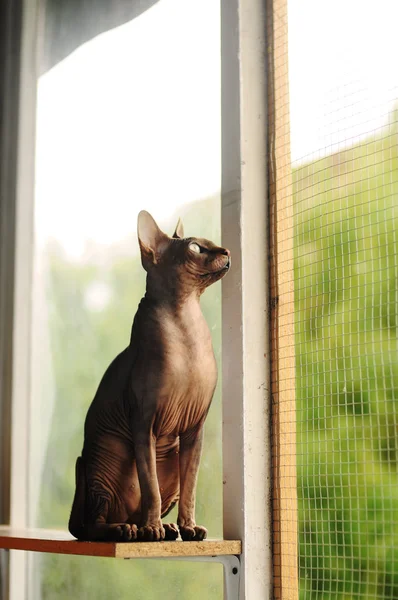 Katze schaut aus dem Fenster — Stockfoto