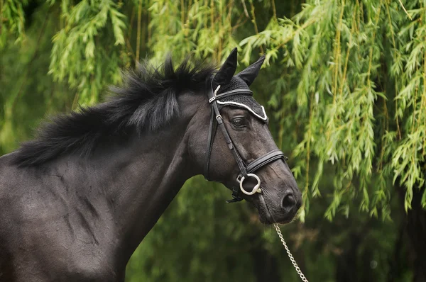Black stallion on green — Stok fotoğraf