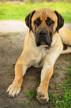 Portrait of the sad beige Boerboel dog