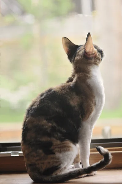 Devon Rex cat back with window — Fotografia de Stock
